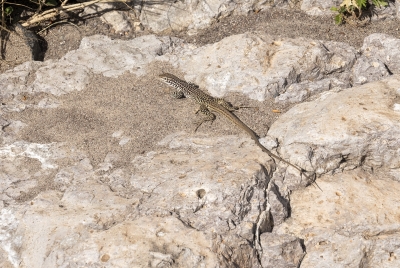 Chihuahuan Spotted Whiptail 2023